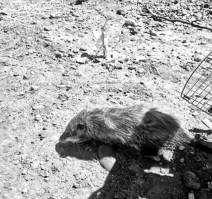 Proceso. La Dirección de Ecología y Protección al Ambiente de Gómez Palacio liberó a un tlacuache norteño y un aura.