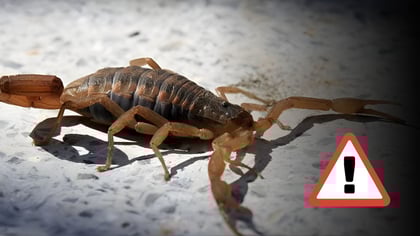 Durango reporta segunda muerte por picadura de alacrán en 2026