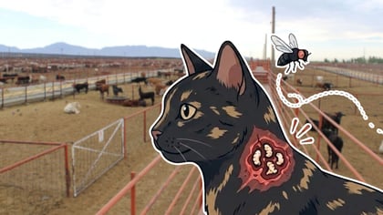 Alertan sobre el supuesto primer caso de gusano barrenador en Durango; sería en un gato