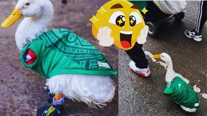 Pato Merlín se convirtió un fenómeno viral en redes sociales, ahora la FIFA busca a sus dueños