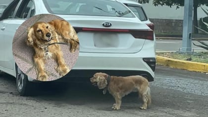 Denuncian presunto abandono de cachorro cerca del Bicentario de Durango