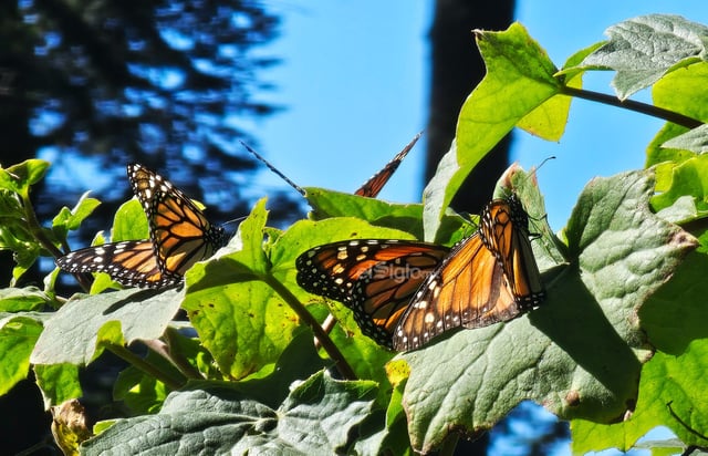 El fin de semana, la Reserva de la Biosfera Mariposa Monarca, ubicada en la sierra de Michoacán, recibió la llegada de miles de mariposas monarcas, un fenómeno que cada año anuncia el inicio de la temporada invernal en México.