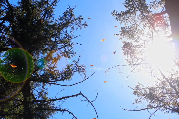 La Mariposa Monarca llega a Michoacán, espectáculo que marca el inicio del invierno