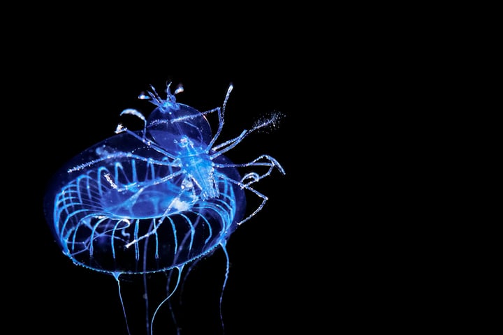 La bioluminiscencia evolucionó por primera vez en animales hace 540 millones de años