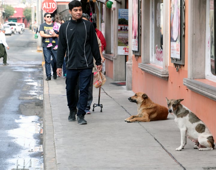 Incrementan casos de mordeduras de perros en Durango