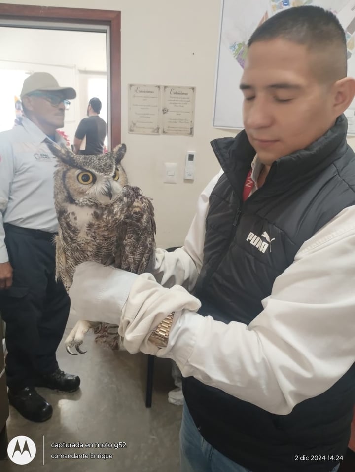 Detalles. El rescate se realizó en respuesta a un reporte ciudadano que indicaba que un búho se encontraba afuera de un domicilio en la calle Bugambilias del Fraccionamiento Jardín. 