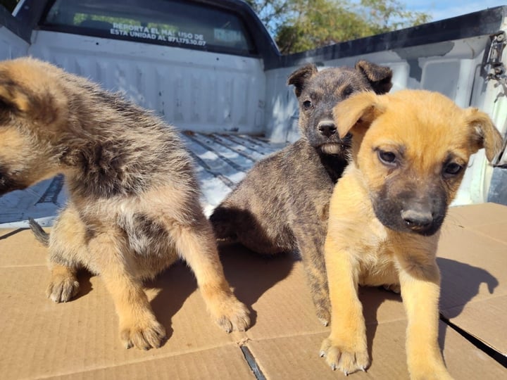 Se espera que los ciudadanos de Gómez Palacio respondan al llamado y decidan adoptar alguno de los 15 perritos disponibles que están esperando ser parte de una familia amorosa.