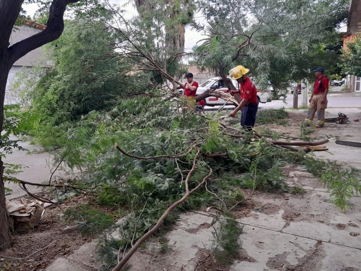 Respuesta. Personal de Protección Civil atendió un reporte sobre la caída de un árbol en el cruce de las calles Aldama y Zaragoza.