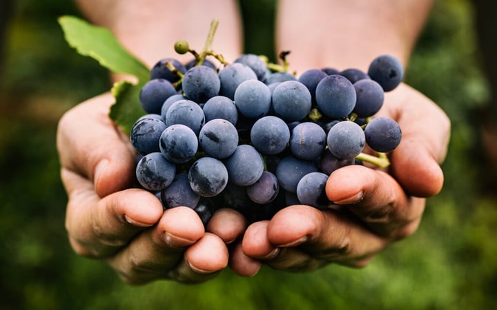 Uvas, pequeñas aliadas para la salud