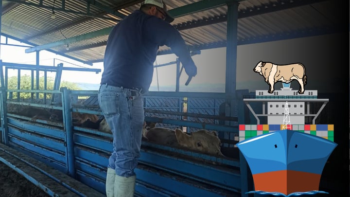 Preocupa en Durango el ganado que llegó de Centroamérica: UGRD