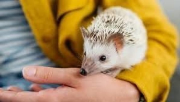 Cambios. Se reforzaron las medidas legales para proteger a los animales domésticos. 