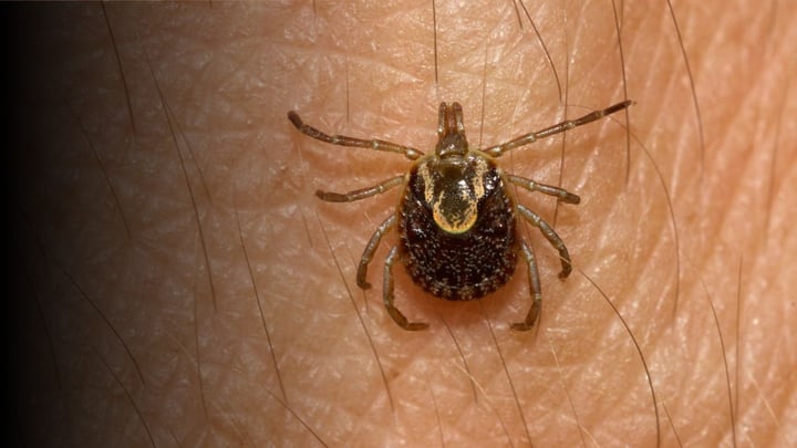 Detalles. Para prevenir esta enfermedad es fundamental la participación activa de la población para mantener la higiene tanto de los hogares como en las mascotas.