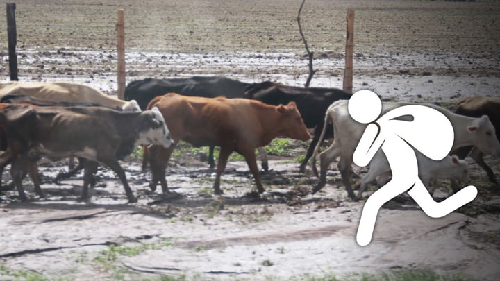 Hombre denuncia robo de ganado en Pánuco de Coronado