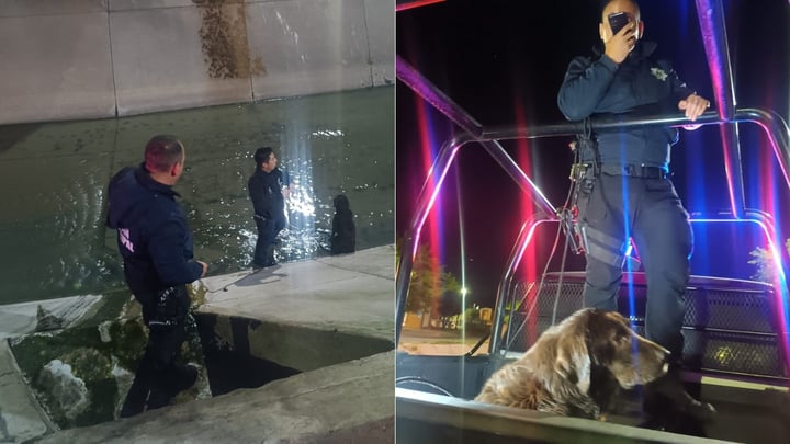 Rescatan a perro que cayó a la Acequia Grande; está en resguardo a espera de sus dueños