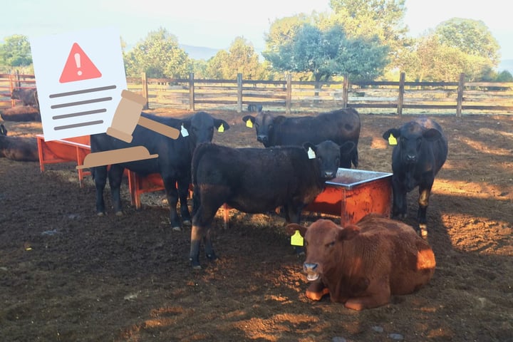 Denuncias por robo de ganado se extendieron a 14 municipios de Durango