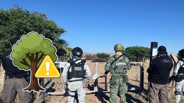 Aseguran 29 árboles arrancados de raíz en cateo por delito ambiental en Durango