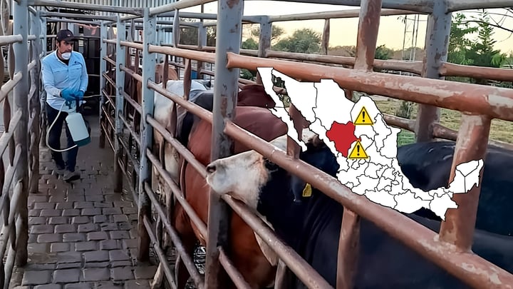 Gusano barrenador: incrementan casos en estados cercanos a Durango