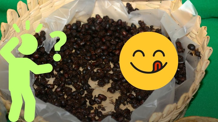 Chicatanas, el manjar de hormigas poco conocido en Durango, ¿a qué saben?