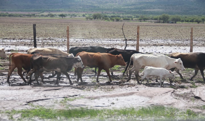 Norte de México, azotado por el gusano barrenador