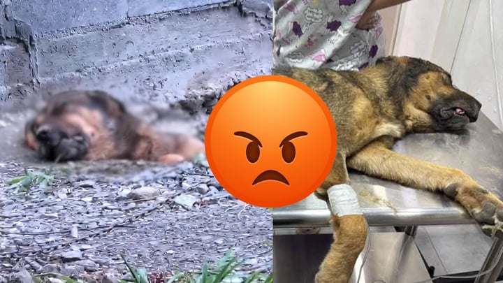 Perrito es enterrado vivo; fue rescatado, pero lo reportan delicado