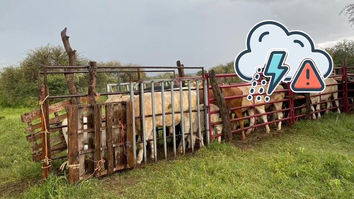 A pesar de las lluvias, en Durango aún no se garantiza el agua para el ganado