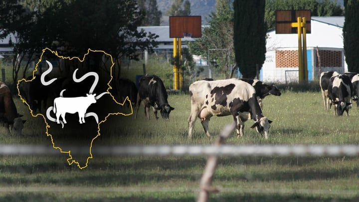 Durango capital encabeza casos activos de gusano barrenador en el estado, hasta septiembre de 2026