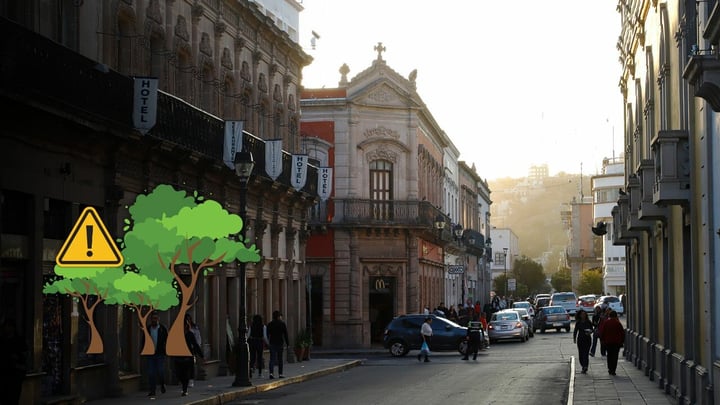 Centro Histórico de Durango sí requiere reposición de arbolado