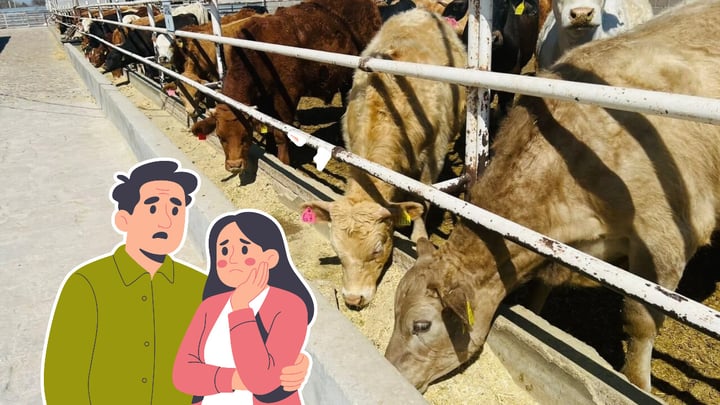 Cierre a la exportación de ganado afecta a 44 mil familias de Durango
