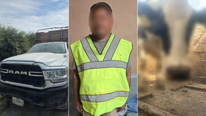 Detienen a hombre que trasladaba una vaca sin acreditar su propiedad, en Gómez Palacio
