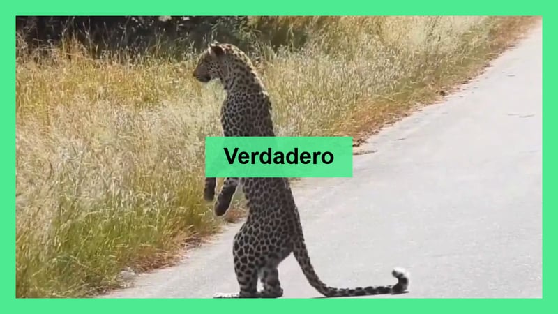 Leopardo se para en dos patas para observar a su presa, ¡es real!