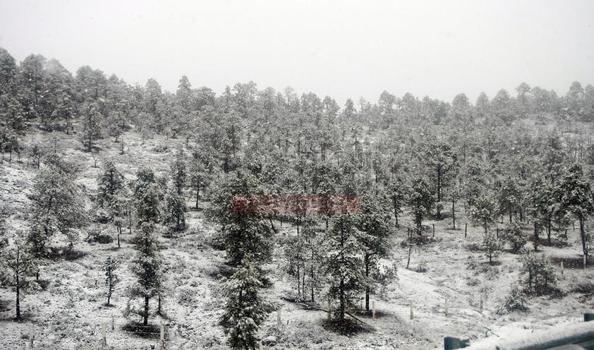 Los árboles quedaron cubiertos de nieve.