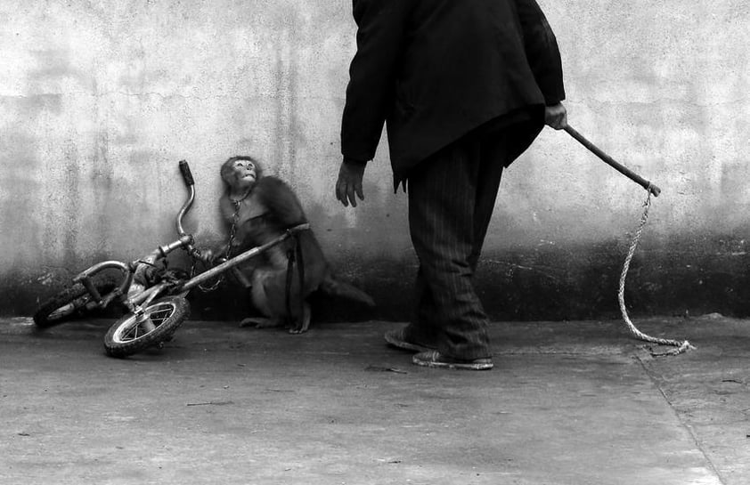 El fotógrafo chino Yongzhi Chu fue reconocido en la categoría individual de Naturaleza por la imagen que muestra a un mono mientras es adiestrado para trabajar en un circo, en Suzhou.