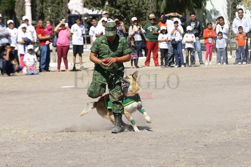 Desde hace años, los perros forman parte de grupos esenciales para ciertas actividades.