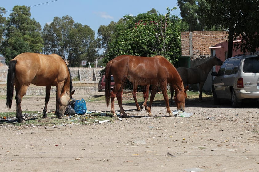 Sin embargo la muestra más clara del rezago urbano, es la presencia y tránsito frecuente de animales de granja.