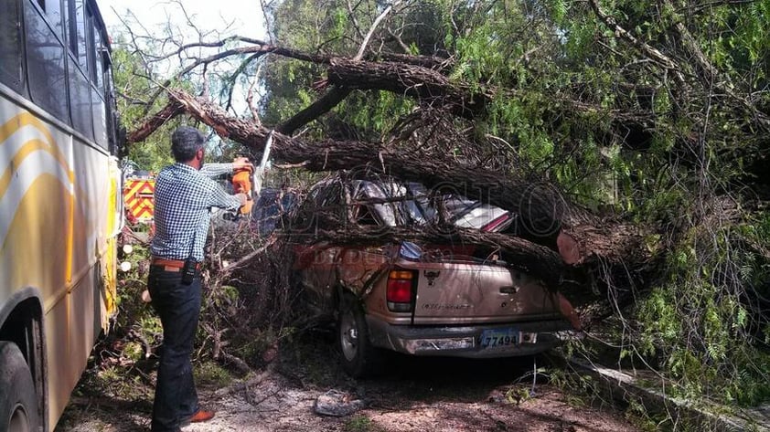 Fue necesaria la ayuda de una sierra eléctrica para poder retirar el árbol.