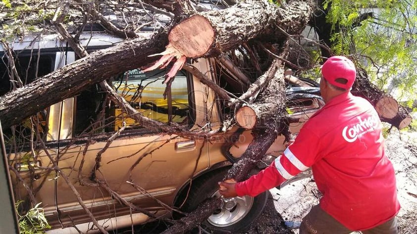 El peso del árbol cayó sobre una camioneta Ford Explorer sin matrícula nacional, que resultó dañada.