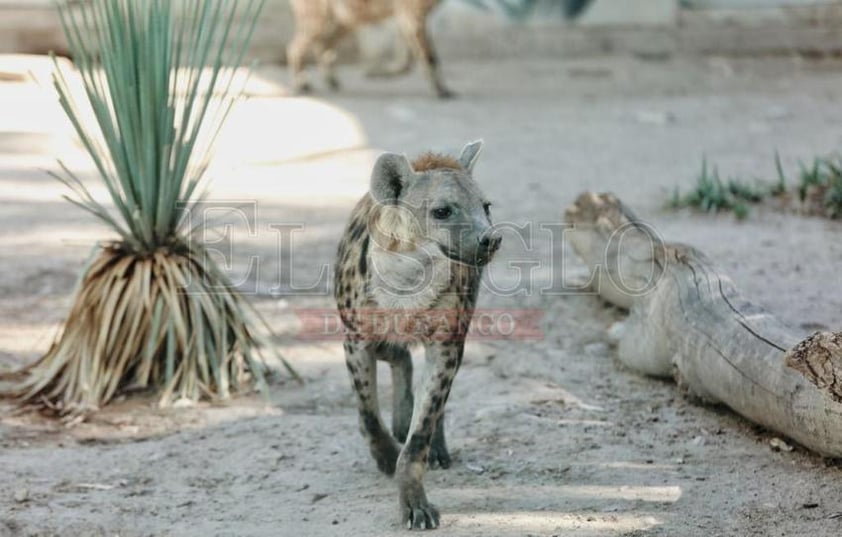 En otros temas, se dio a conocer lo que el personal del zoológico realiza para mantener la salud de los animales durante esta temporada de calor.