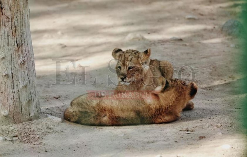 La mañana de este miércoles, en las instalaciones del Zoológico Sahuatoba de Durango, se llevó a cabo la presentación de dos leoncitos que nacieron recientemente.