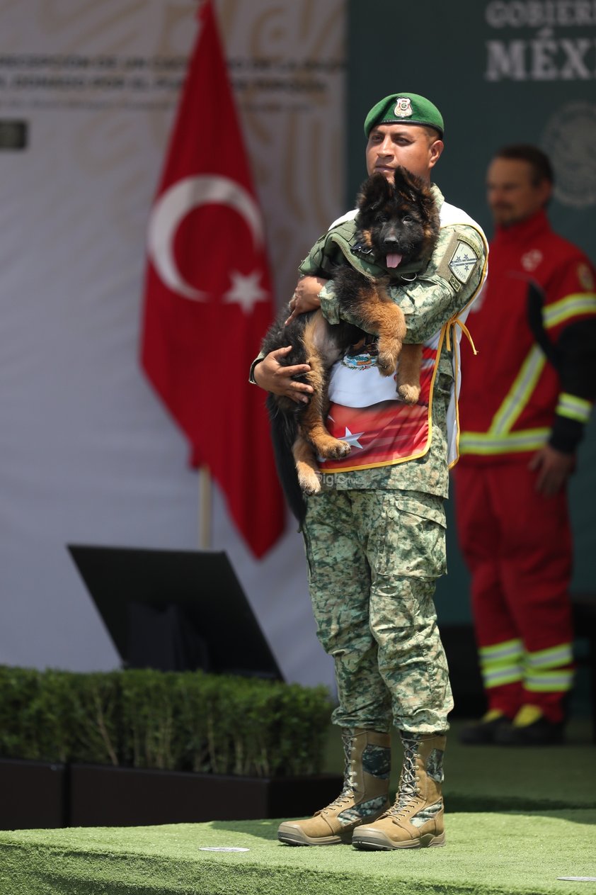 La Secretaría de la Defensa Nacional (Sedena) dio a conocer el nombre del cachorro que se integra al grupo de binomios caninos mexicanos, luego de que el Gobierno de Turquía lo donara en solidaridad y empatía, tras el fallecimiento del perrito rescatista Proteo.