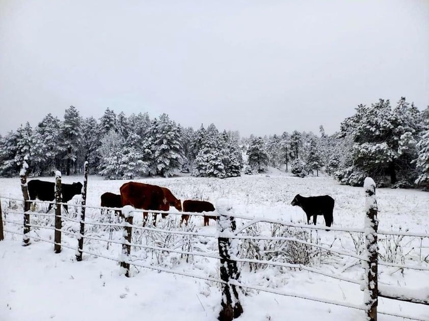 Se registró la caída de nieve en comunidades de nueve municipios de Durango, durante este miércoles, de acuerdo al reporte de la Coordinación Estatal de Protección Civil (CEPC).