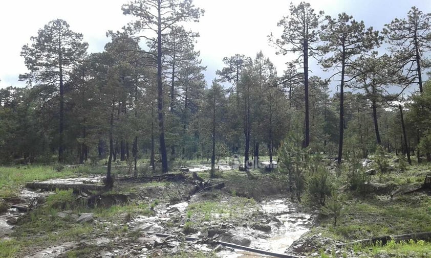 Se registró la caída de nieve en comunidades de nueve municipios de Durango, durante este miércoles, de acuerdo al reporte de la Coordinación Estatal de Protección Civil (CEPC).