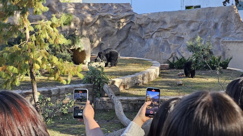 Fue habilitado un nuevo espacio para los osos que habitan el zoológico Sahuatoba; en esta nueva área se podrá albergar a otros rescatados, ya que esta especie está perdiendo su hábitat el norte del país, específicamente en Coahuila y Nuevo León.