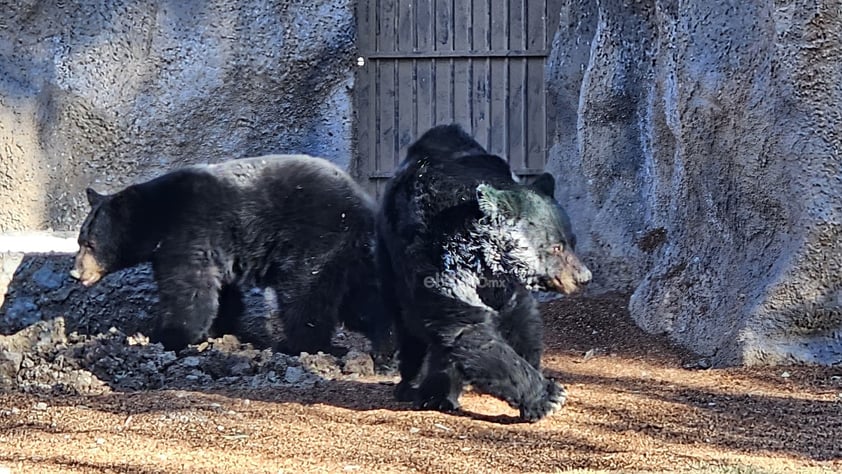 Fue habilitado un nuevo espacio para los osos que habitan el zoológico Sahuatoba; en esta nueva área se podrá albergar a otros rescatados, ya que esta especie está perdiendo su hábitat el norte del país, específicamente en Coahuila y Nuevo León.