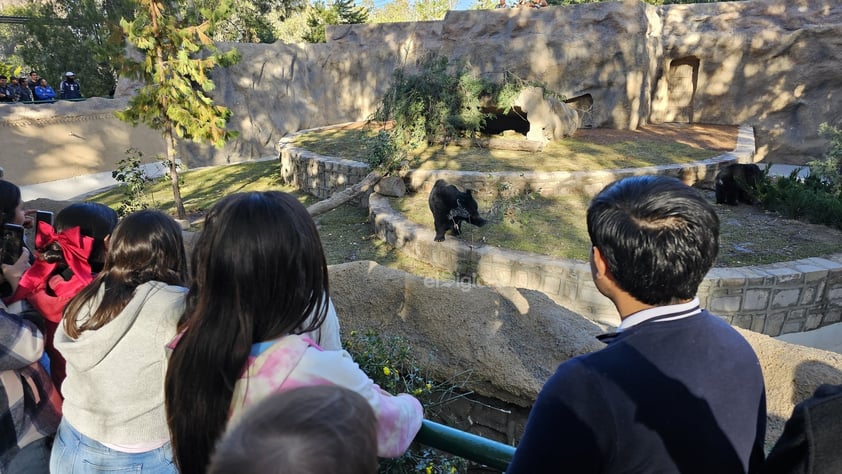 Fue habilitado un nuevo espacio para los osos que habitan el zoológico Sahuatoba; en esta nueva área se podrá albergar a otros rescatados, ya que esta especie está perdiendo su hábitat el norte del país, específicamente en Coahuila y Nuevo León.