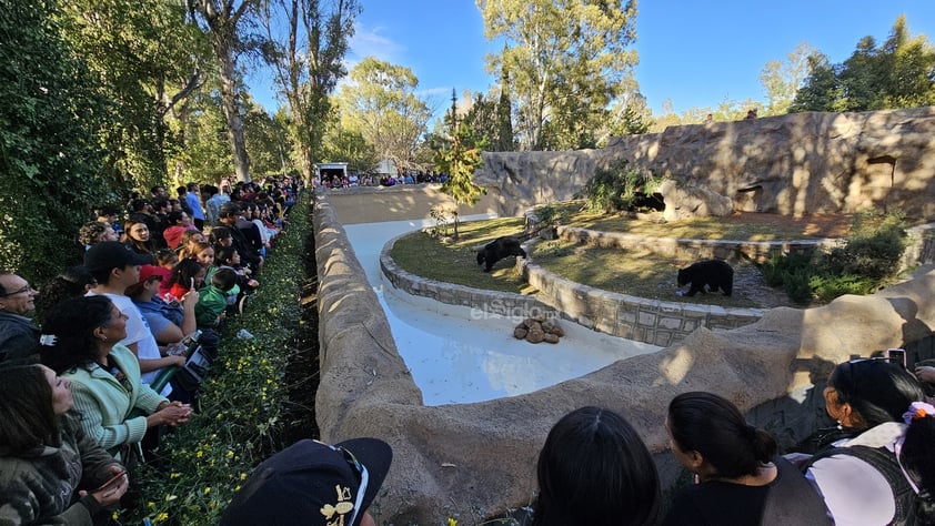 Fue habilitado un nuevo espacio para los osos que habitan el zoológico Sahuatoba; en esta nueva área se podrá albergar a otros rescatados, ya que esta especie está perdiendo su hábitat el norte del país, específicamente en Coahuila y Nuevo León.