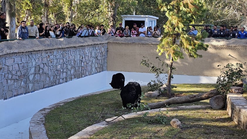 Fue habilitado un nuevo espacio para los osos que habitan el zoológico Sahuatoba; en esta nueva área se podrá albergar a otros rescatados, ya que esta especie está perdiendo su hábitat el norte del país, específicamente en Coahuila y Nuevo León.