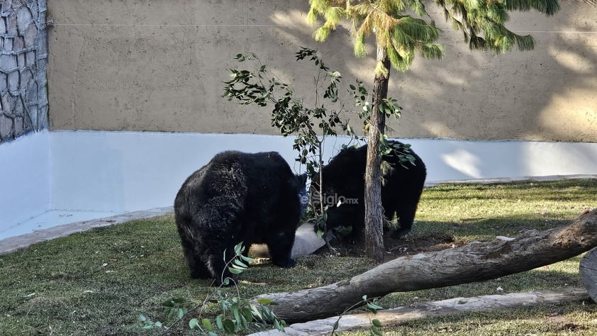 Fue habilitado un nuevo espacio para los osos que habitan el zoológico Sahuatoba; en esta nueva área se podrá albergar a otros rescatados, ya que esta especie está perdiendo su hábitat el norte del país, específicamente en Coahuila y Nuevo León.