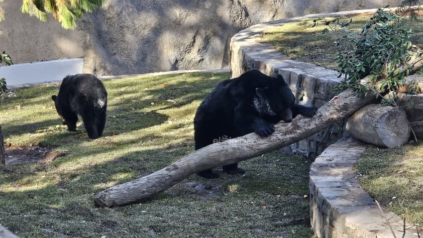 Fue habilitado un nuevo espacio para los osos que habitan el zoológico Sahuatoba; en esta nueva área se podrá albergar a otros rescatados, ya que esta especie está perdiendo su hábitat el norte del país, específicamente en Coahuila y Nuevo León.