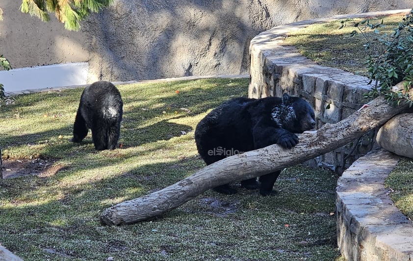 Fue habilitado un nuevo espacio para los osos que habitan el zoológico Sahuatoba; en esta nueva área se podrá albergar a otros rescatados, ya que esta especie está perdiendo su hábitat el norte del país, específicamente en Coahuila y Nuevo León.