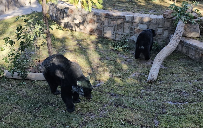 Fue habilitado un nuevo espacio para los osos que habitan el zoológico Sahuatoba; en esta nueva área se podrá albergar a otros rescatados, ya que esta especie está perdiendo su hábitat el norte del país, específicamente en Coahuila y Nuevo León.